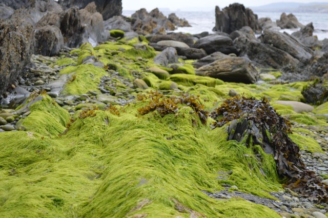 the neon green of Irish Moss | a happy stitch